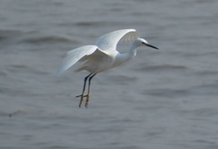 Egretta garzetta