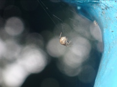 Parasteatoda tepidariorum tepidariorum