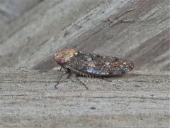 Paraphlepsius collitus