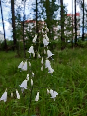 Adenophora liliifolia