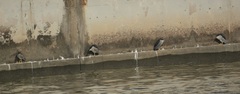 Nycticorax nycticorax