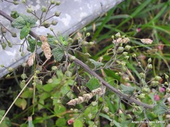 Scrophularia scorodonia