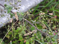 Scrophularia scorodonia