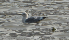 Larus argentatus mongolicus