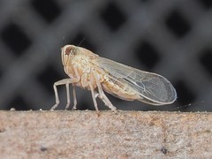 Metadelphax propinqua