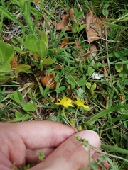 Hypericum humifusum
