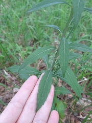 Adenophora liliifolia