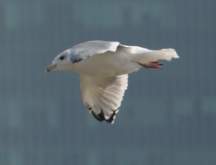 Larus argentatus mongolicus