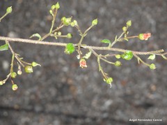Scrophularia scorodonia