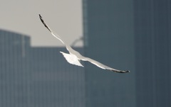 Larus argentatus mongolicus