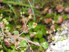 Scrophularia scorodonia