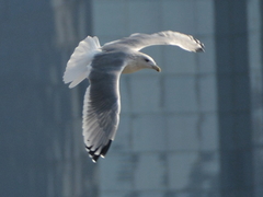 Larus argentatus mongolicus