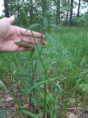 Adenophora liliifolia