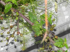 Scrophularia scorodonia