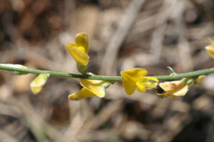 Genista aucheri
