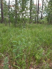 Adenophora liliifolia