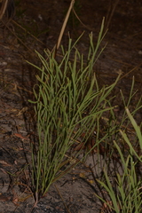 Hibbertia complanata