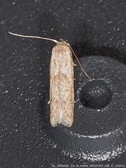 Blastobasis pulchella