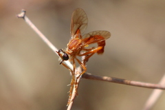 Saropogon luteus