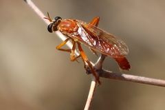 Saropogon luteus