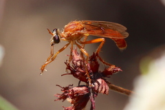 Saropogon luteus