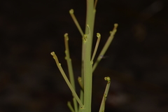 Hibbertia complanata