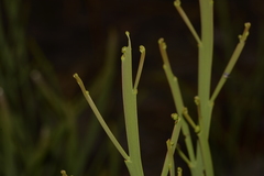 Hibbertia complanata