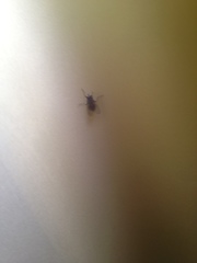 Muscidae