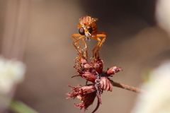 Saropogon luteus
