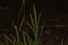 Hibbertia complanata