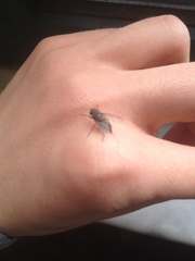 Muscidae