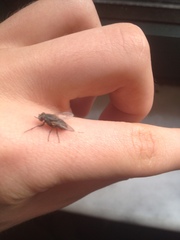 Muscidae