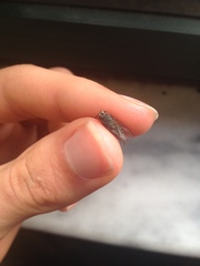 Muscidae