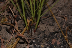 Hibbertia complanata