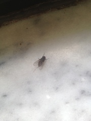 Muscidae