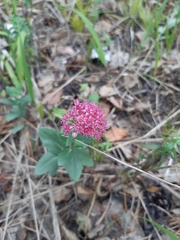 Hylotelephium telephium