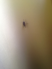 Muscidae
