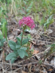 Hylotelephium telephium