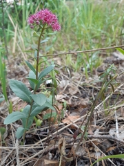 Hylotelephium telephium