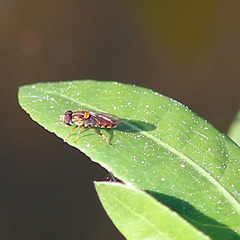 Toxomerus jussiaeae