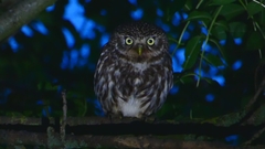 Athene noctua