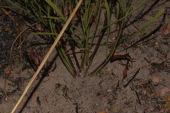 Hibbertia complanata