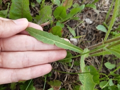 Picris hieracioides
