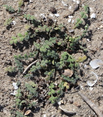 Phacelia stellaris