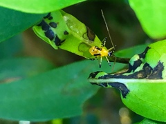 Helopeltis