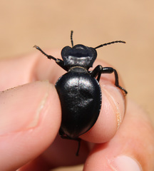 Akis acuminata