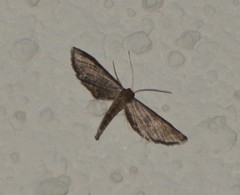Protoproutia laredoata