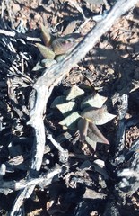 Anacampseros telephiastrum