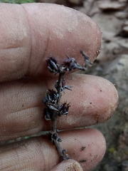 Thompsonella minutiflora