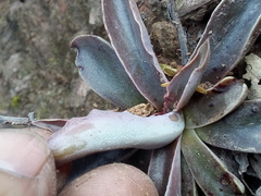 Thompsonella minutiflora